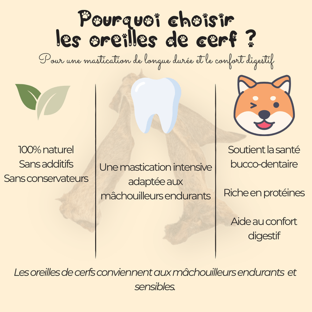 Oreille de cerf