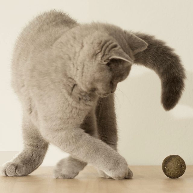 Boulette - Balle d'herbe à chats
