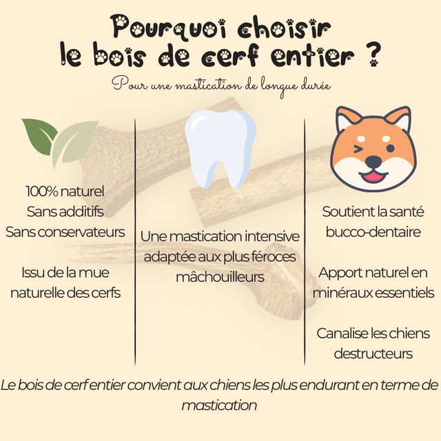 Bois de cerf entier