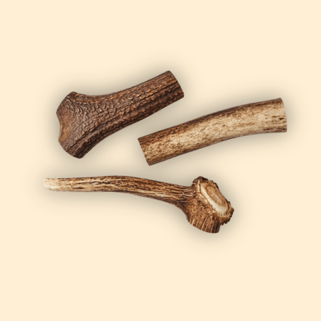 Bois de cerf entier